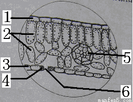 "习题详情  下图为显微镜下菠菜叶横切面示意图,请据图回答下列问题