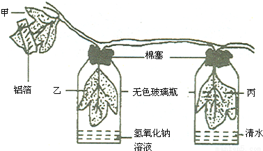 选取生长正常的牵牛花进行如图所示的光合作用实验