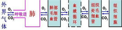 人体呼吸作用最重要的意义是为生命活动提供