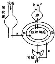 下图表示淀粉的消化终产物a进入血液和组织细胞的过程