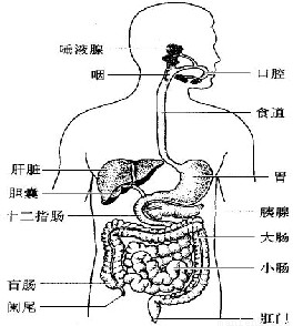 是人体吸收营养物质的主要器官,某人患急性阑尾炎,可能需要开刀