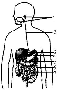 如图是人体消化系统模式图,请据图回答下列问题: (1)人咀嚼馒头时会