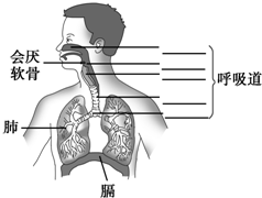 如图是呼吸系统的模式图,请据图回答下列问题.