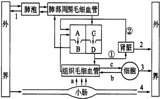 如图是人体部分生理活动示意图,请据图回答