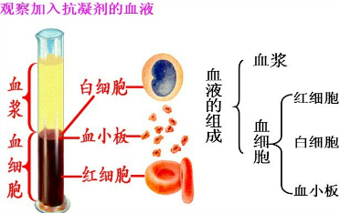 解:在盛有新鲜血液中试管中加入抗凝剂,静置一段时间后,血液会出现