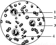 如图是一滴血在显微镜视野中的示意图,请回答