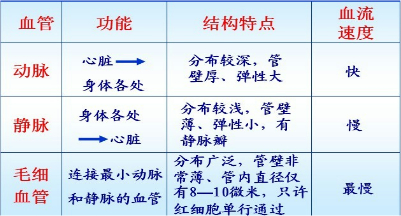 解:三种血管的比较如图所示:因此将血液从身体各部分送回心脏的血管是