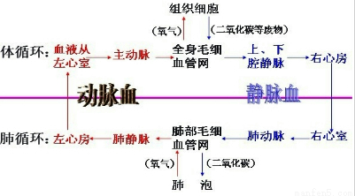 习题"观察小鱼尾鳍的血液流动,其中血管红细胞只能单行通过的血管是