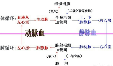 "如图为人体血液循环过程模式图,请据图回答."习题详情