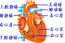 人的心脏是血液循环的动力器官,心脏的结构及各结构与血管的连接如图