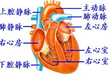 比较构成心脏四个腔的壁,它们有厚薄之分,这主要与