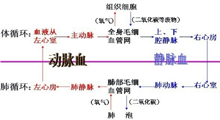 甲血管与心房相连,流动脉血,乙血管与心室相连,流动脉