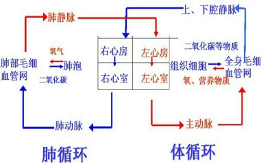 并回答问题.如图是心脏结构示意图:(1)体循环的