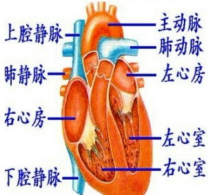 (2)心脏四腔与血管的连接如图所示:因此与左心室相连的血管是主动脉.