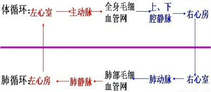 习题"如图是人的血液循环系统某个部分的结构示意图,箭头表示血流方向