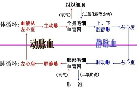 如图为人体血液循环系统示意图,请据图回答