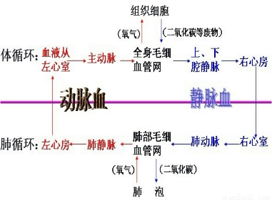 习题"把人的体循环和肺循环两条循环途径连在一起的器官是____"的分析