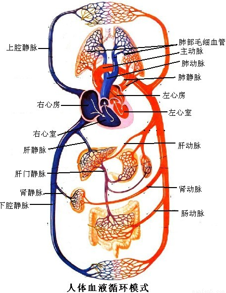 习题"在血液循环中,肺循环的起始部位分别是____"的分析与解答如下