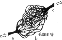 如图为人体某处的血管及血流情况示意图,下列说法错误