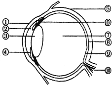 如图为眼球结构图,请据图回答