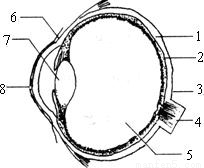 下图是眼球结构图,请回答下列问题:(1)外界物体