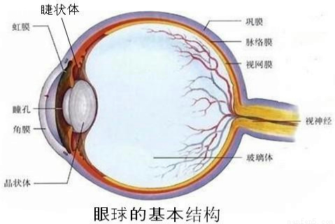 眼球的结构和视觉的形成知识点 "图为眼球的结构图,请据图回答问题:(1