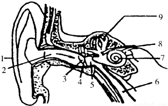 耳的结构耳的结构图