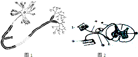 372.如图1为神经元结构模式图和图2膝跳反射结构图.据图回答