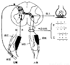 如图为脊蛙的部分反射弧示意图.