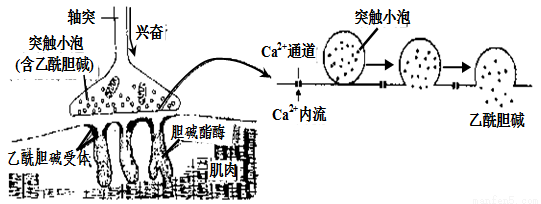 下左图是神经-肌肉接头,其结构和功能与突触类似.