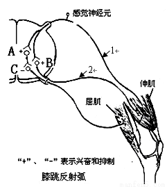 请你大胆推测上海科学家对此项研究所取得的结果膝反射蛙的屈反射反射