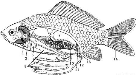 下图为鲫鱼的内部结构示意图,据图回答