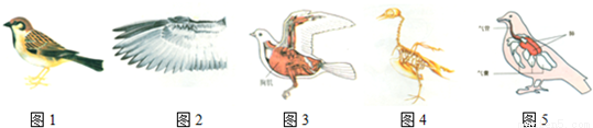 下面所示鸟的结构图,请据图说明鸟类适于飞行的特点