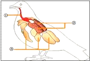 (3)家鸽在飞行时,每呼吸一次③内的气体要次经过肺,并在此进行气体