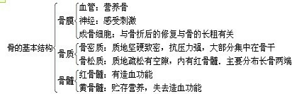 如图是长骨的解剖结构模式图,请用"骨松质,骨密质,骨膜,骨髓腔"填写出