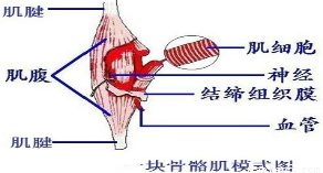 肌腱一般在手部,足部,近关节部位是肌肉的延伸,肌腱是肌腹两端的索