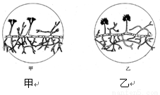 右图为显微镜下看到的两种霉菌结构示意图.