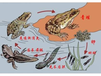 你能说出幼体蝌蚪与成体青蛙的显著区别吗?