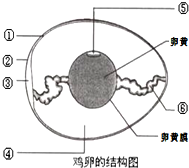 如图为鸡卵的结构图,根据所学知识,回答下列问题.