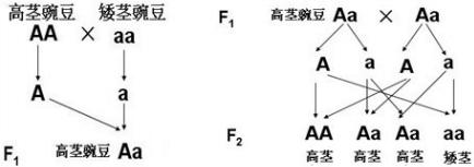 高茎豌豆aa与矮茎豌豆aa杂交后,矮茎基因就从后代消失