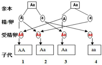 "习题详情  是aa,其表现隐性基因a控制的性状;人类正常皮肤在遗传学上