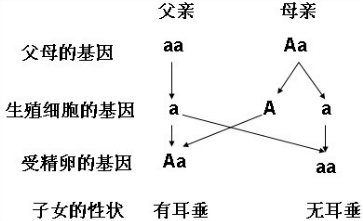 "如图的遗传图解中,双眼皮基因用"a"表示."习题详情