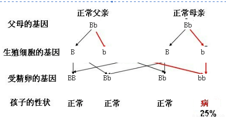 如图是一个家族中某种遗传病的遗传谱系(设显性基因为b,隐性基因为b).