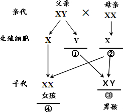 "习题详情    (2)人体内每个细胞内有23对染色体.