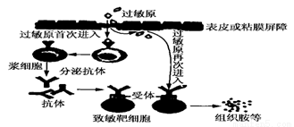 下图所示为某种免疫过程示意图,据图回答下列