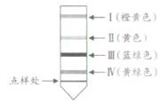 下图为纸层析结果示意图,其中Ⅳ是胡萝卜素的柱层析法示意图