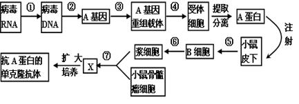 基因工程,生物技术的安全性和伦理问题知识点 "下图是获得抗虫棉的