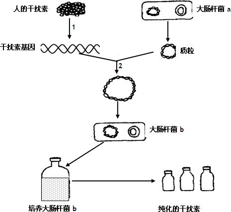 限制酶mumⅠ和限制酶ecorⅠ的识别序列及切割位点分别