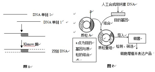 在培育转基因植物的研究中,卡那霉素抗性基因