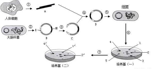 基因工程的基本操作程序主要包括四个步骤,其